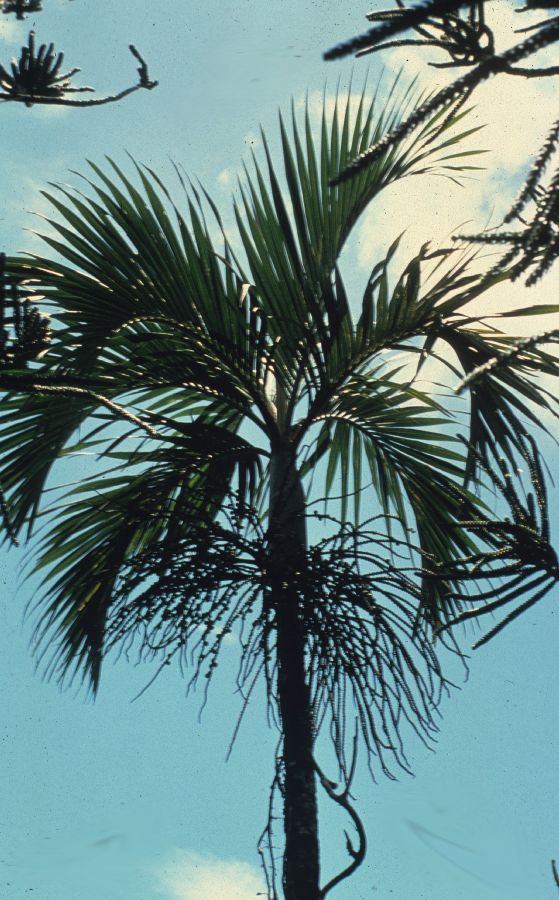 Arecaceae Moratia cerifera