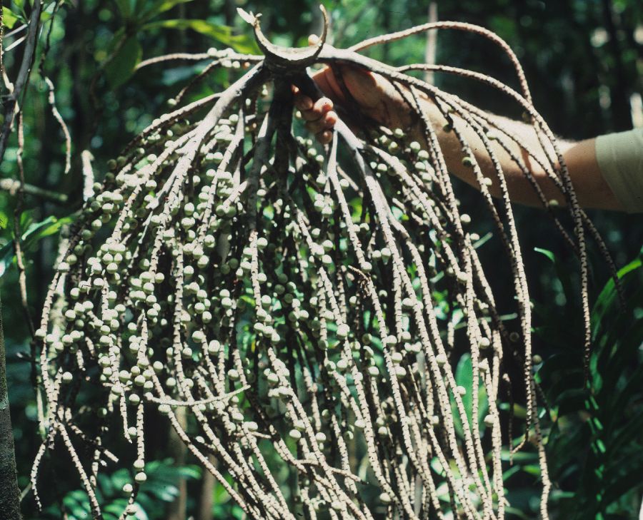 Arecaceae Moratia cerifera