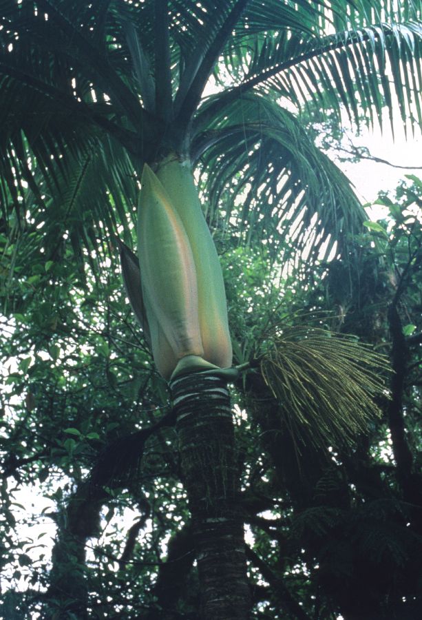 Arecaceae Clinostigma exorrhizum