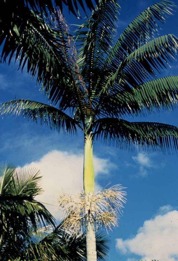 Arecaceae Clinostigma ponapense