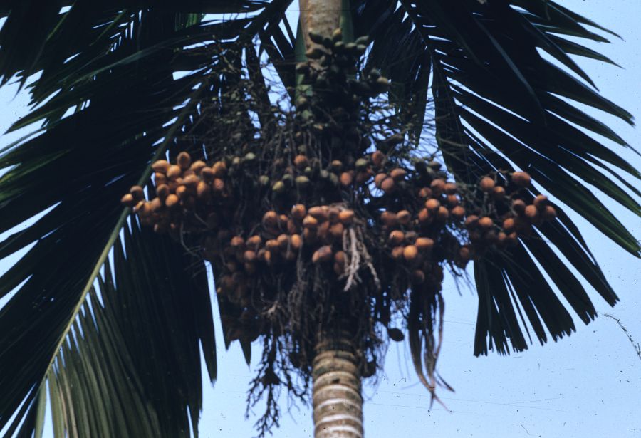 Arecaceae Areca catechu