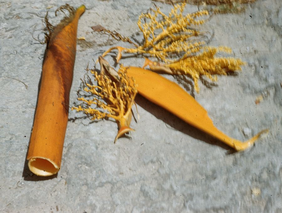 Arecaceae Areca langloisiana