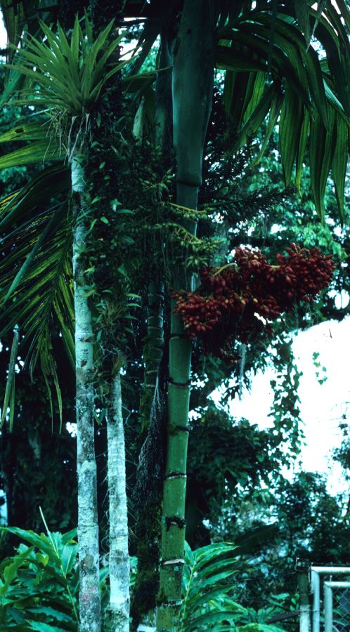 Arecaceae Areca triandra