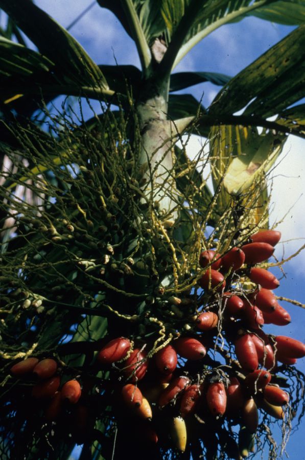 Arecaceae Areca triandra