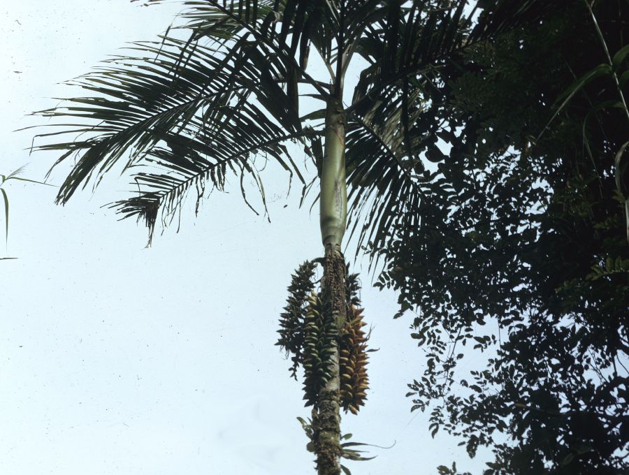 Arecaceae Areca 