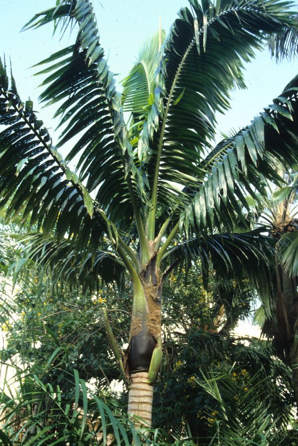 Arecaceae Neoveitchia storckii