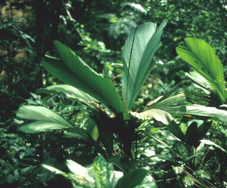 Arecaceae Iguanura wallichiana