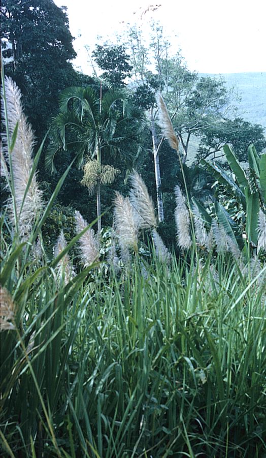 Arecaceae Actinorhytis callaparia
