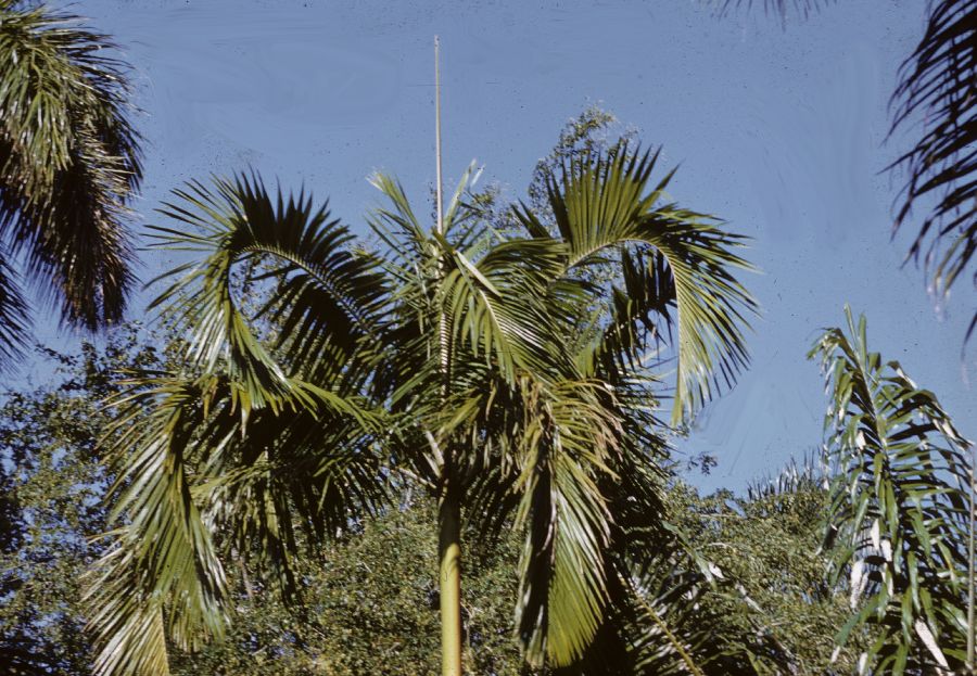 Arecaceae Actinorhytis callaparia
