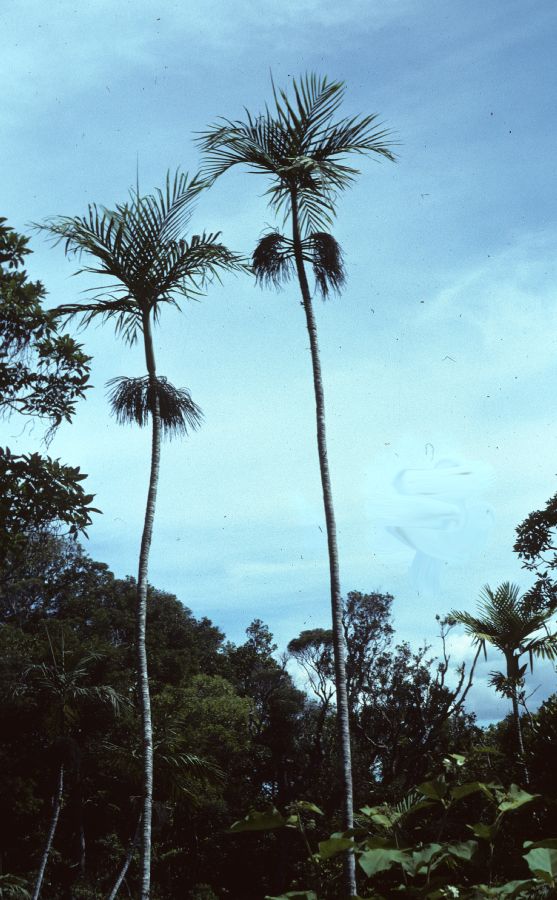 Arecaceae Alloschmidia glabrata