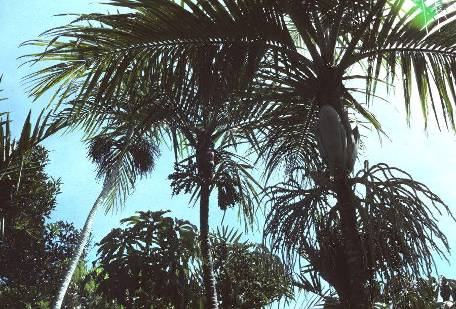 Arecaceae Alloschmidia glabrata