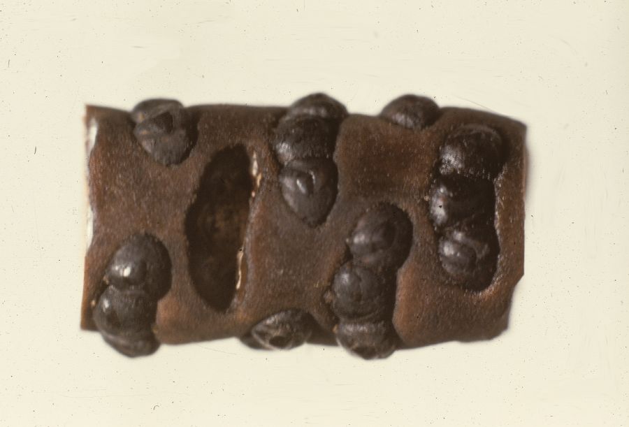 Arecaceae Alloschmidia glabrata