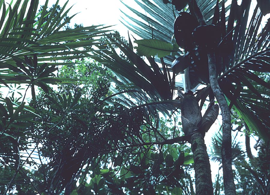 Arecaceae Lavoixia macrocarpa