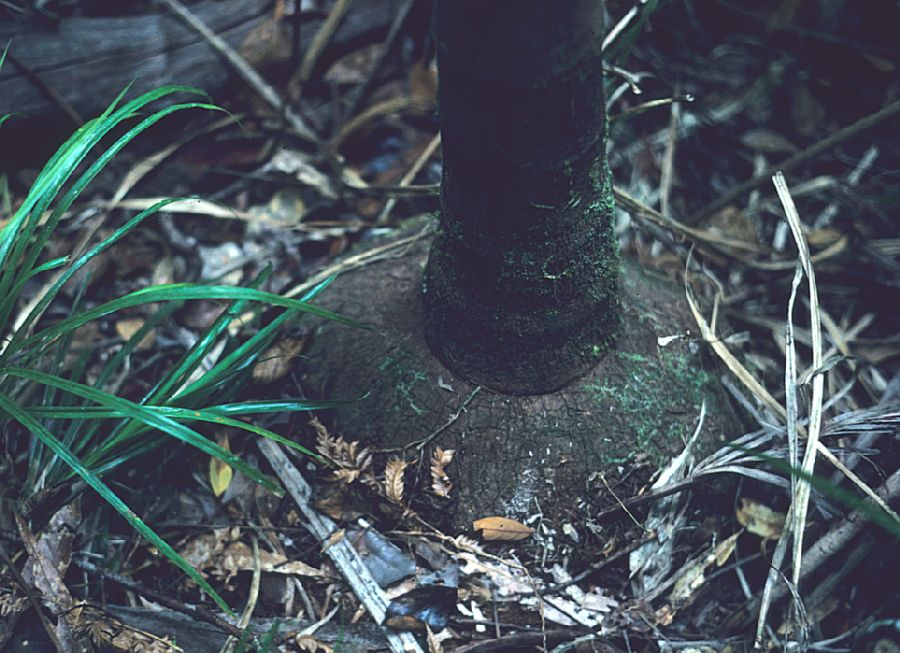 Arecaceae Lavoixia macrocarpa