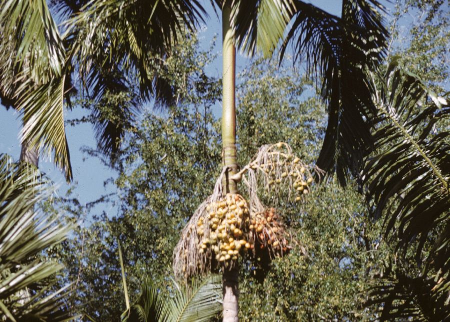 Arecaceae Actinorhytis callaparia