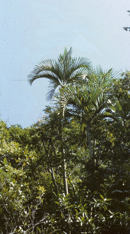 Arecaceae Cyphophoenix elegans