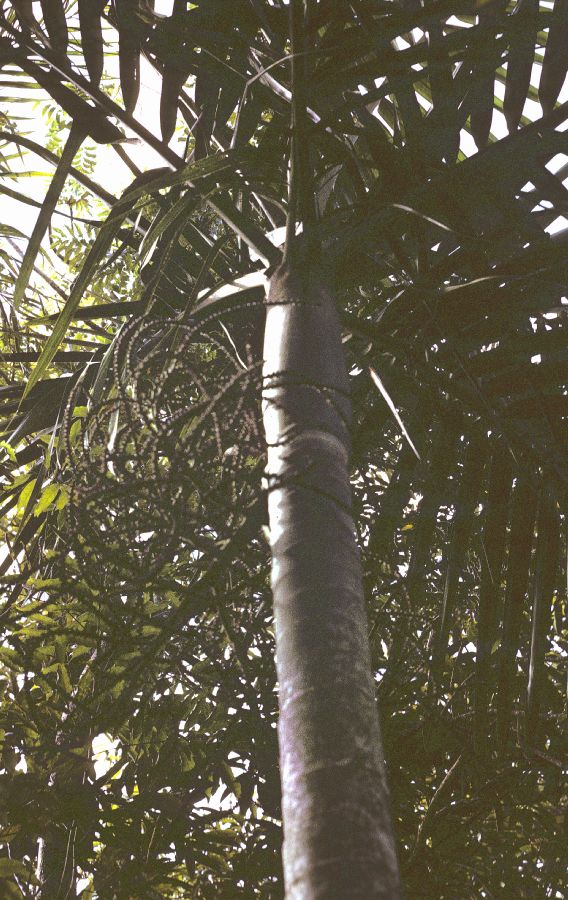 Arecaceae Cyphophoenix elegans