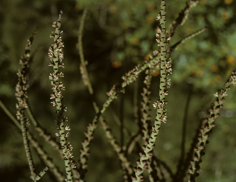 Arecaceae Cyphophoenix elegans