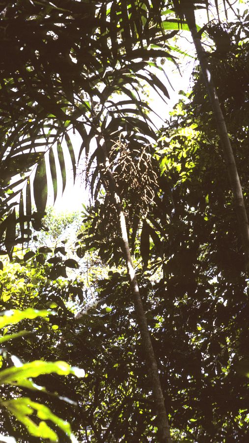 Arecaceae Basselinia pancheri