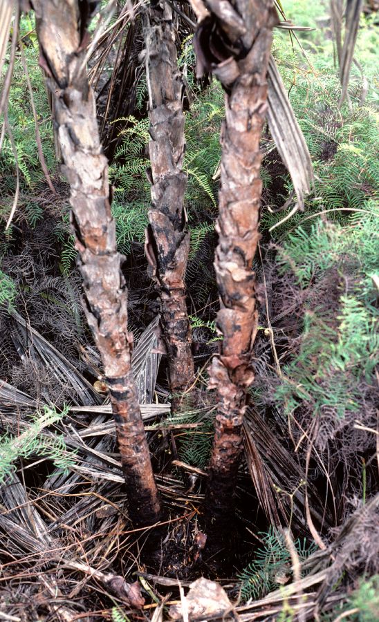 Arecaceae Basselinia deplanchei