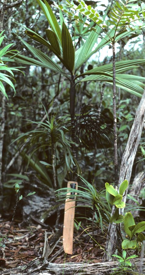 Arecaceae Basselinia deplanchei