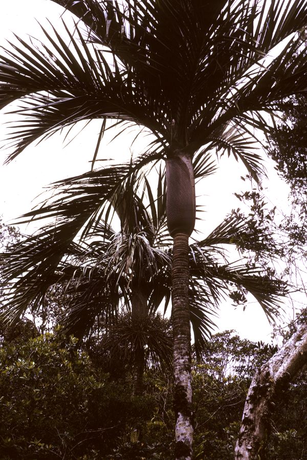 Arecaceae Basselinia deplanchei