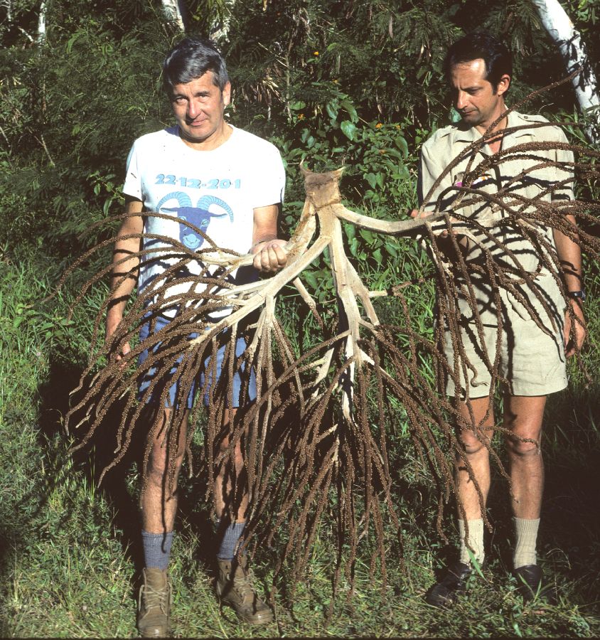 Arecaceae Basselinia favieri