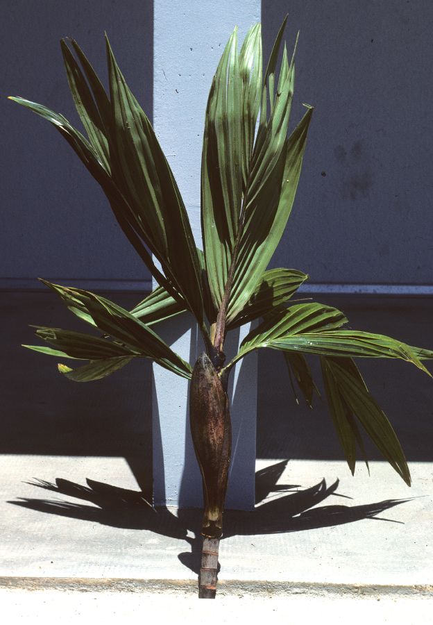 Arecaceae Basselinia gracilis