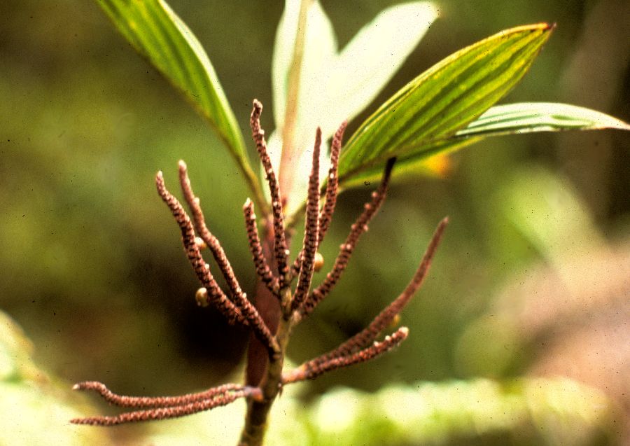 Arecaceae Basselinia gracilis