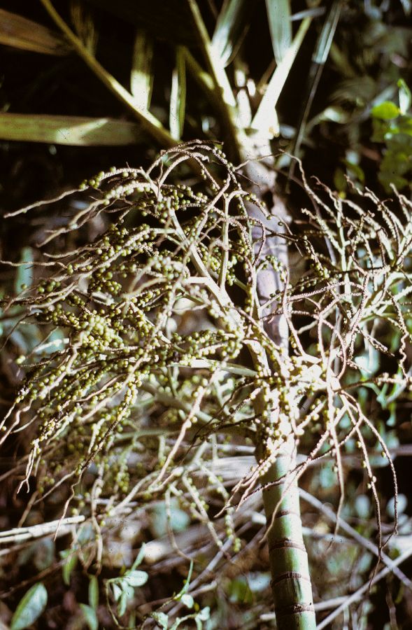 Arecaceae Basselinia pancheri