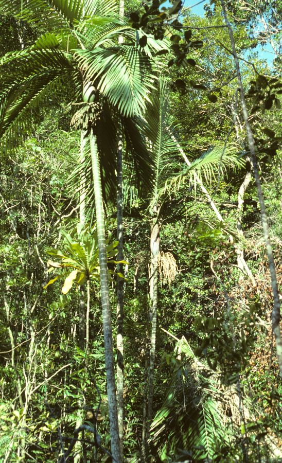 Arecaceae Burretiokentia hapala