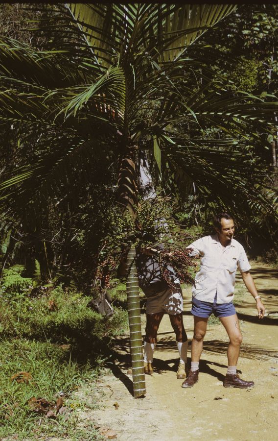 Arecaceae Burretiokentia vieillardia