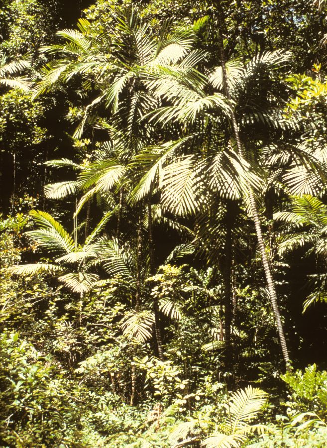 Arecaceae Burretiokentia vieillardia