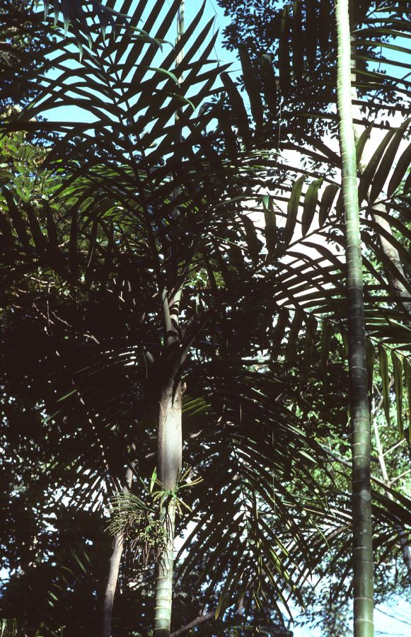 Arecaceae Burretiokentia vieillardia