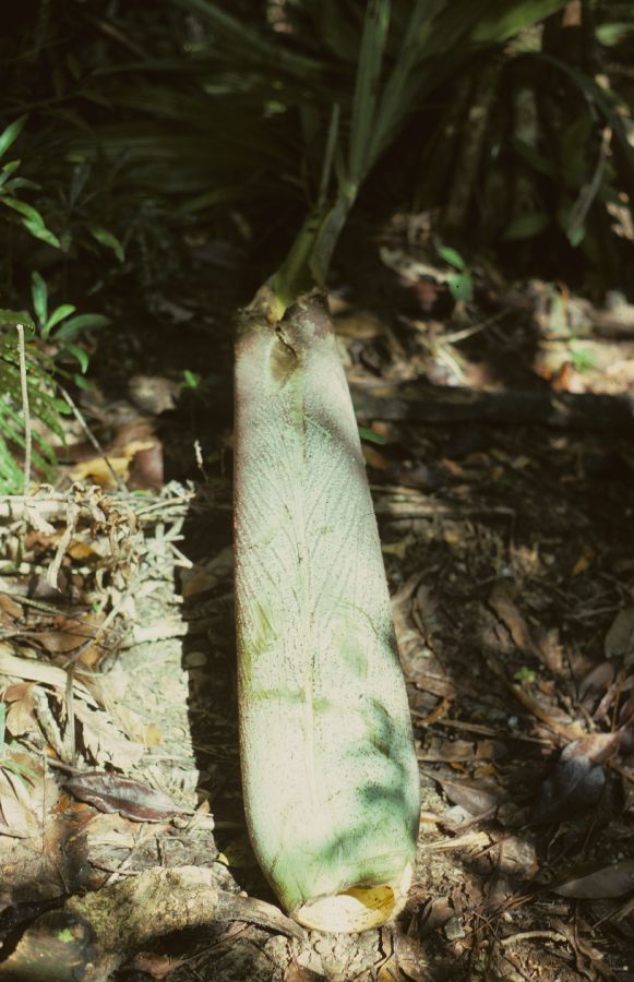 Arecaceae Burretiokentia vieillardia