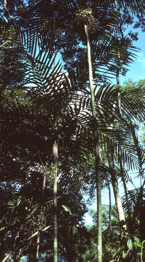 Arecaceae Burretiokentia vieillardia