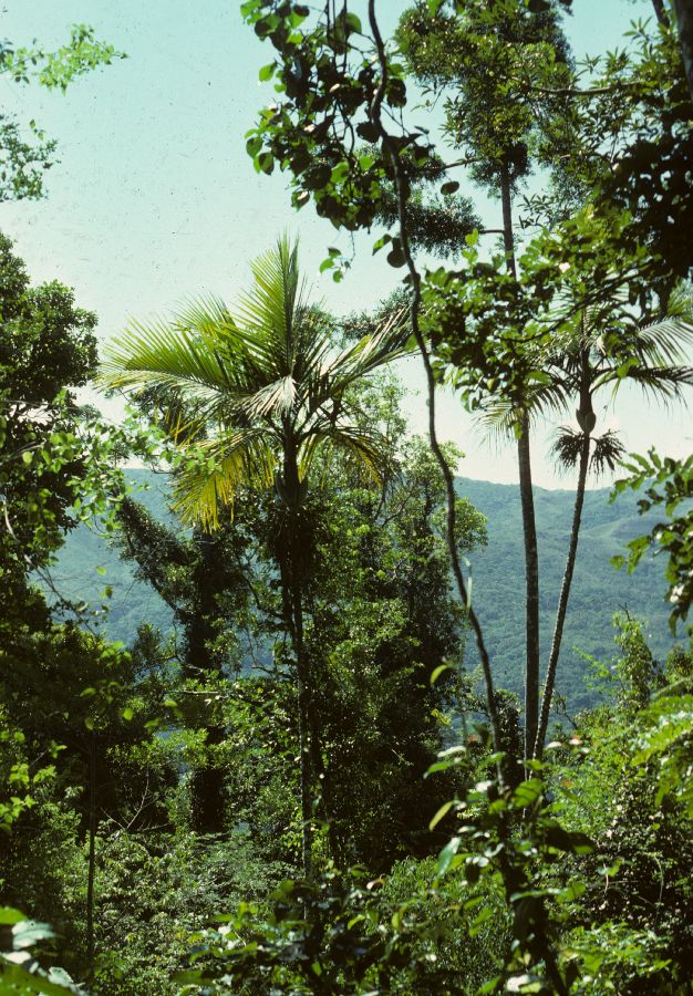 Arecaceae Veillonia alba