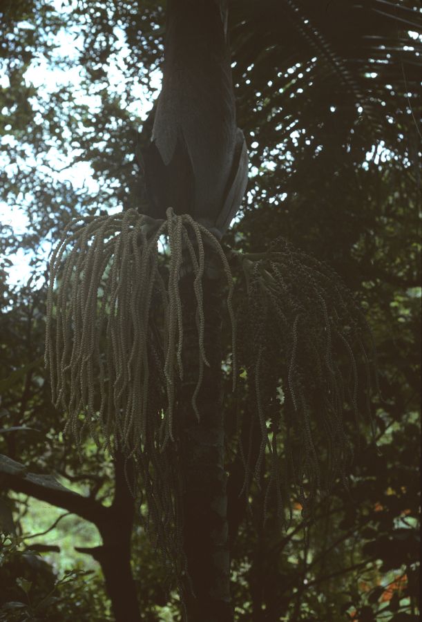 Arecaceae Veillonia alba