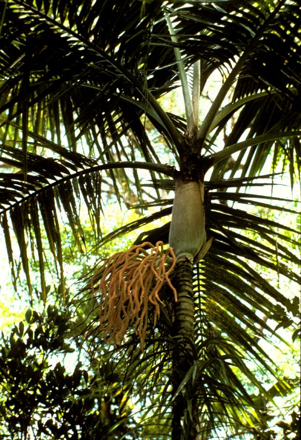 Arecaceae Veillonia alba