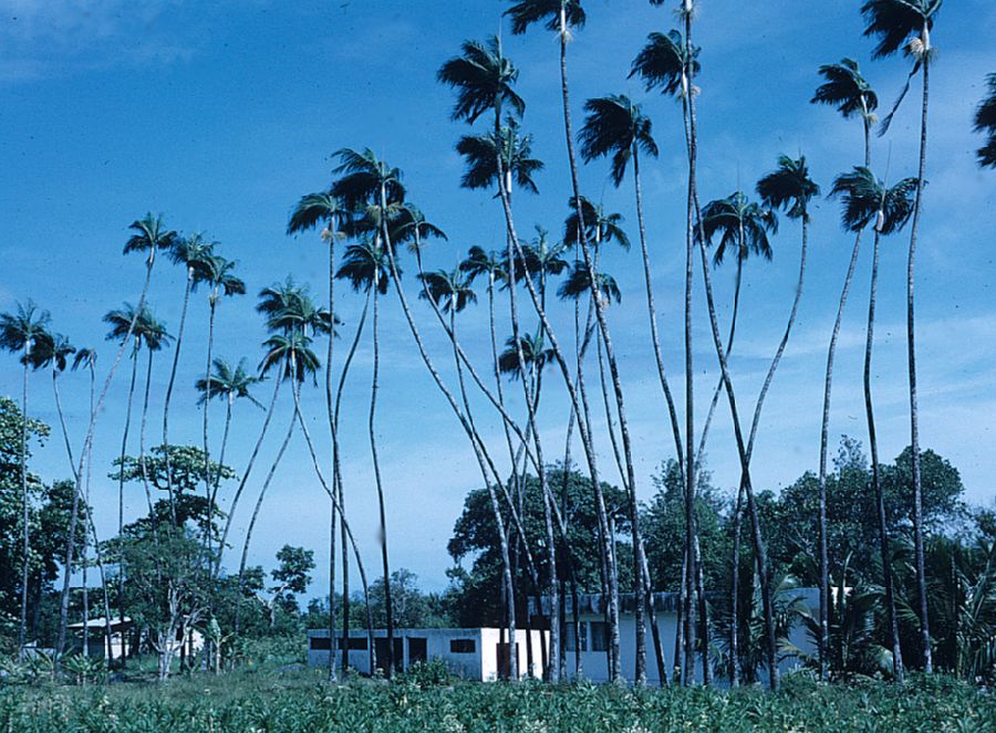 Arecaceae Dictyosperma album