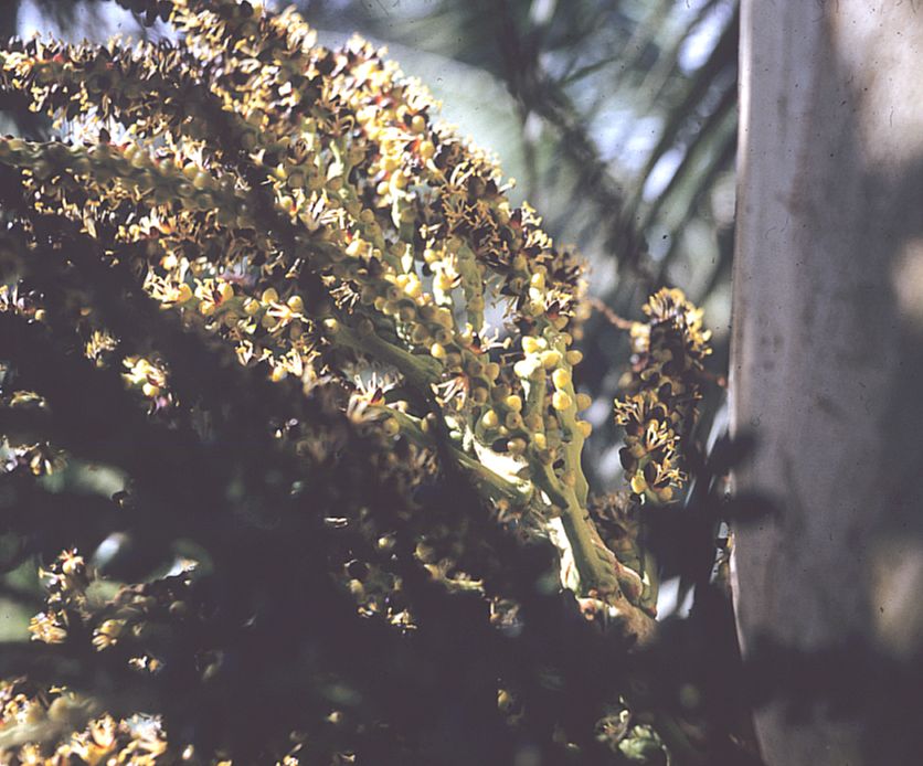 Arecaceae Dictyosperma aureum