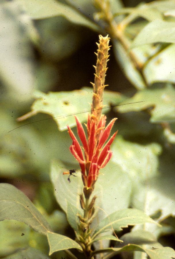 Acanthaceae Aphelandra scabra