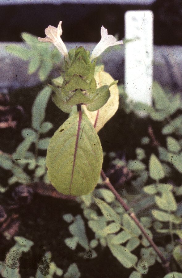 Acanthaceae Blechum costaricensis