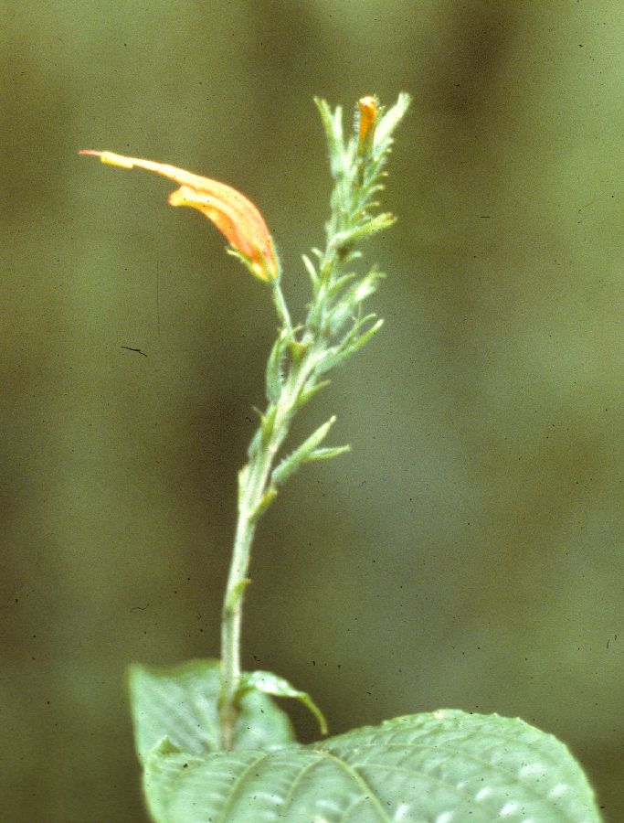 Acanthaceae Hansteinia ventricosa