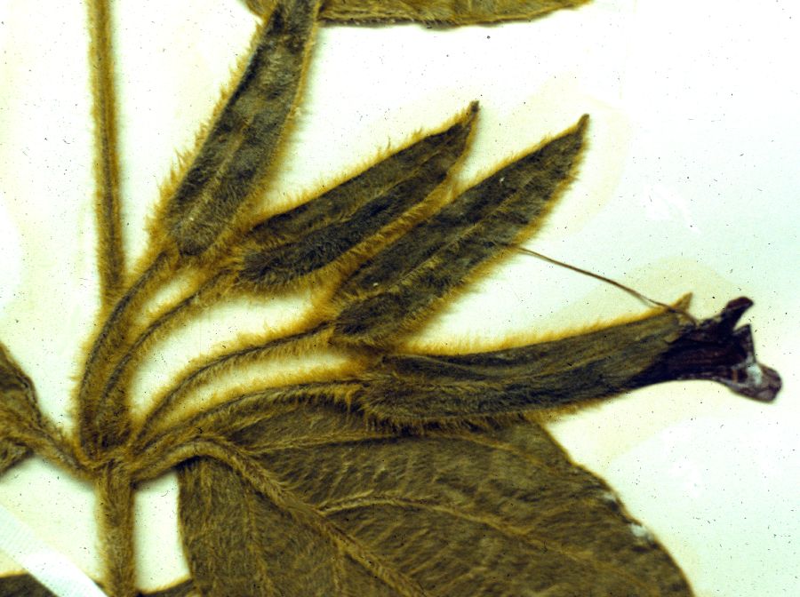Acanthaceae Mendoncia lindavii