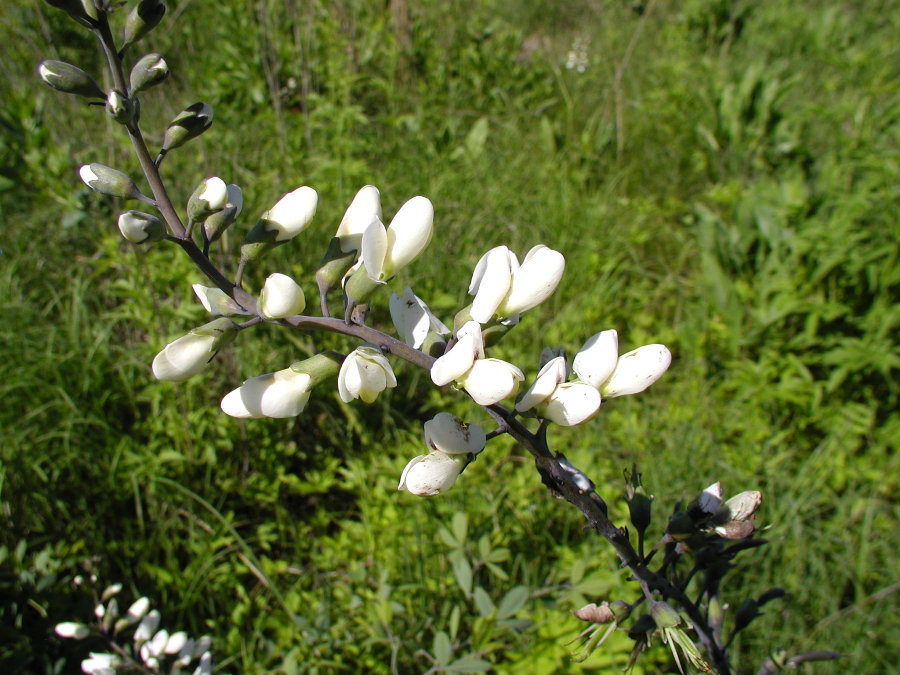 Fabaceae Baptisia lactea