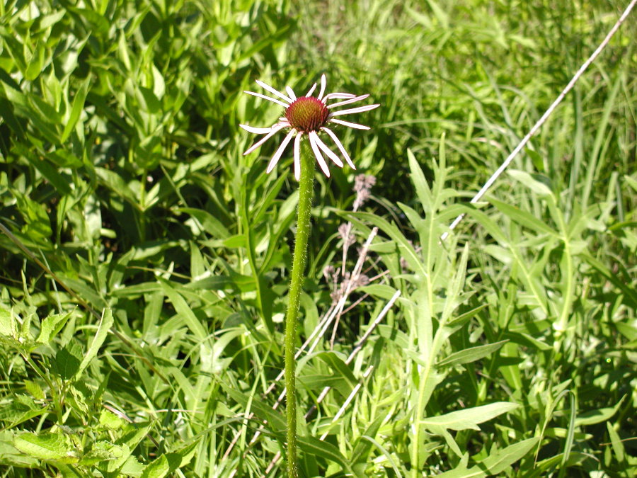 Asteraceae Echinacea pallida