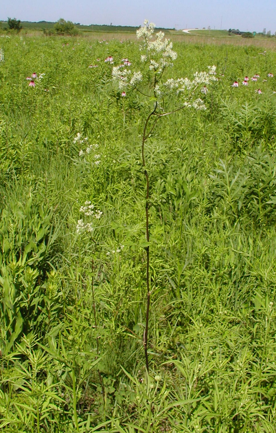 Ranunculaceae Thalictrum dasycarpum