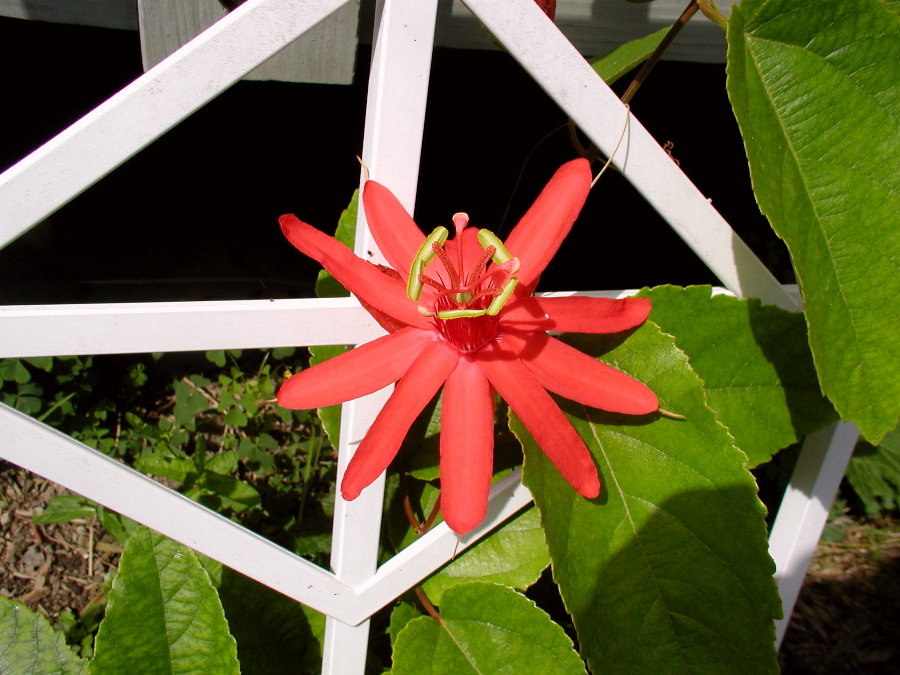 Passifloraceae Passiflora hybrid