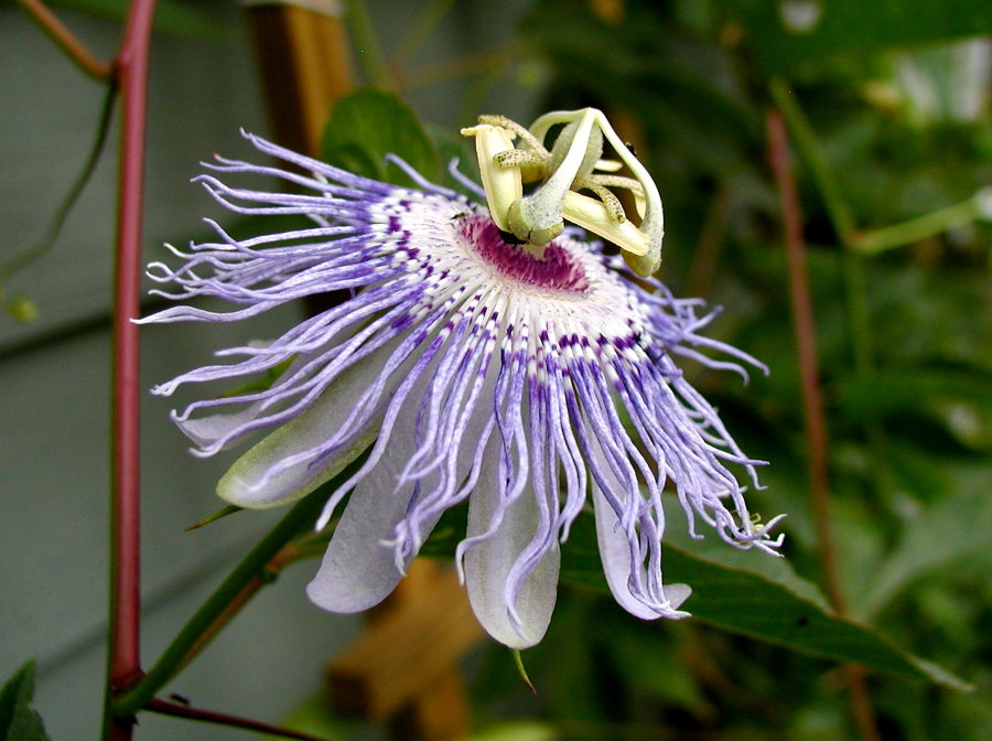 Passifloraceae Passiflora incarnata